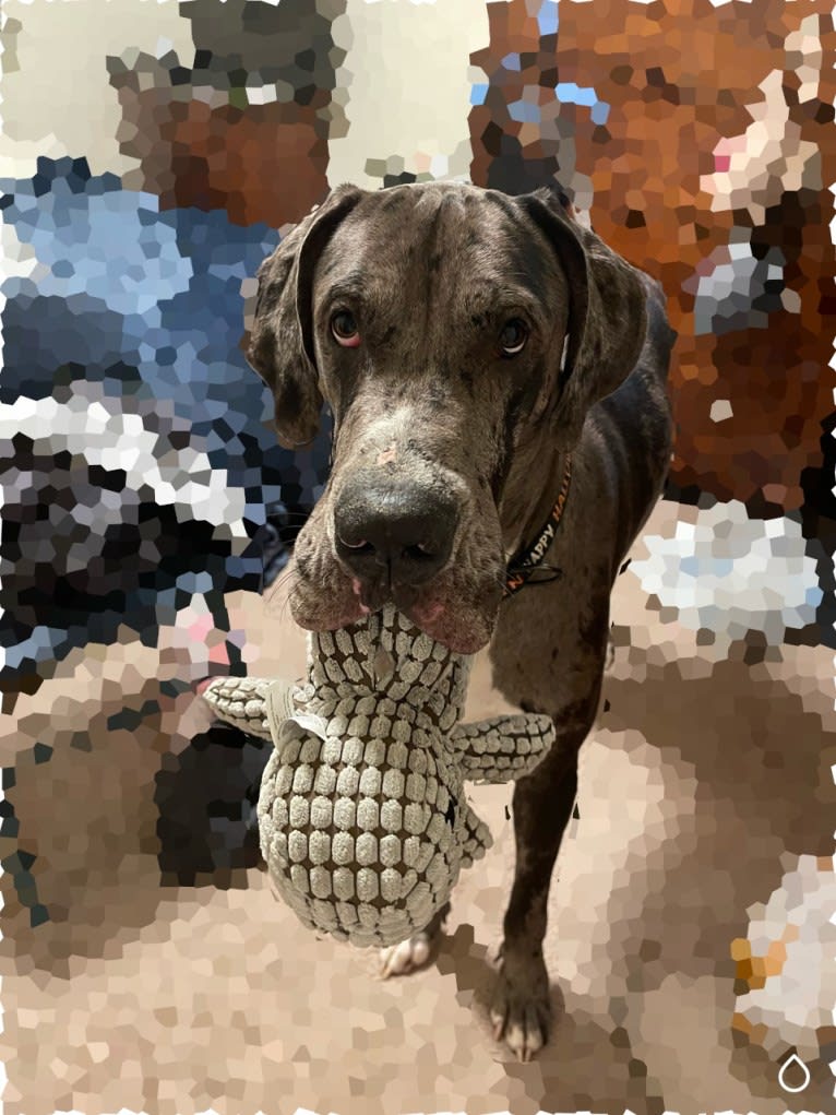 Blue, a Great Dane tested with EmbarkVet.com