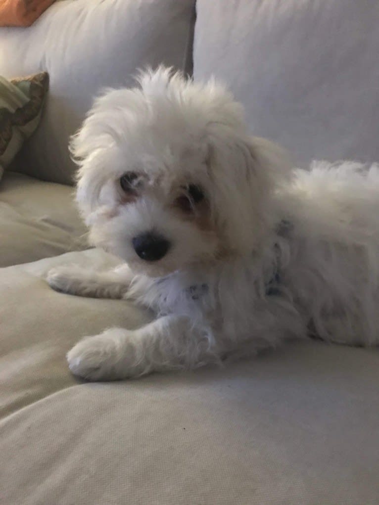 Pancho, a Maltese and Havanese mix tested with EmbarkVet.com