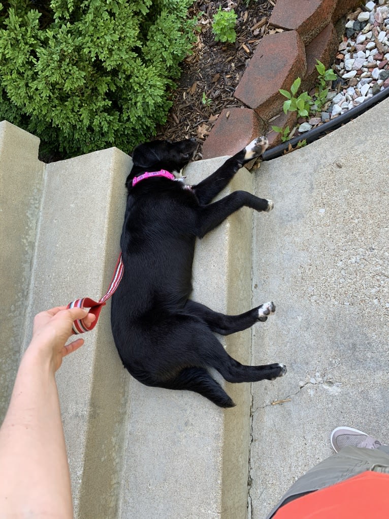 Keira Mason, an Australian Shepherd and Labrador Retriever mix tested with EmbarkVet.com