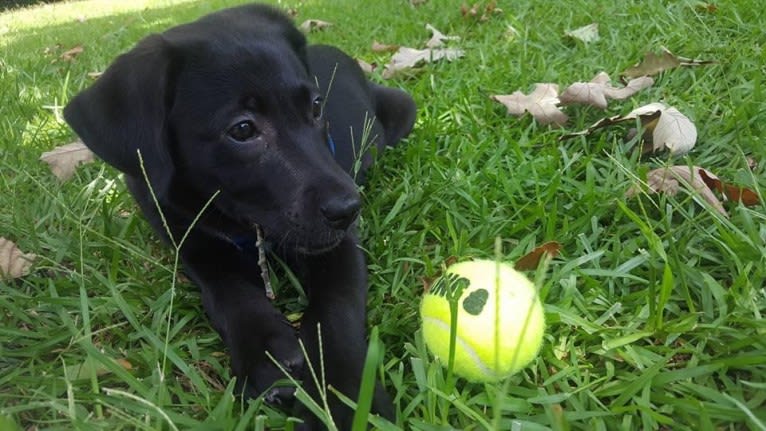 Kaida, a Labrador Retriever and Australian Shepherd mix tested with EmbarkVet.com