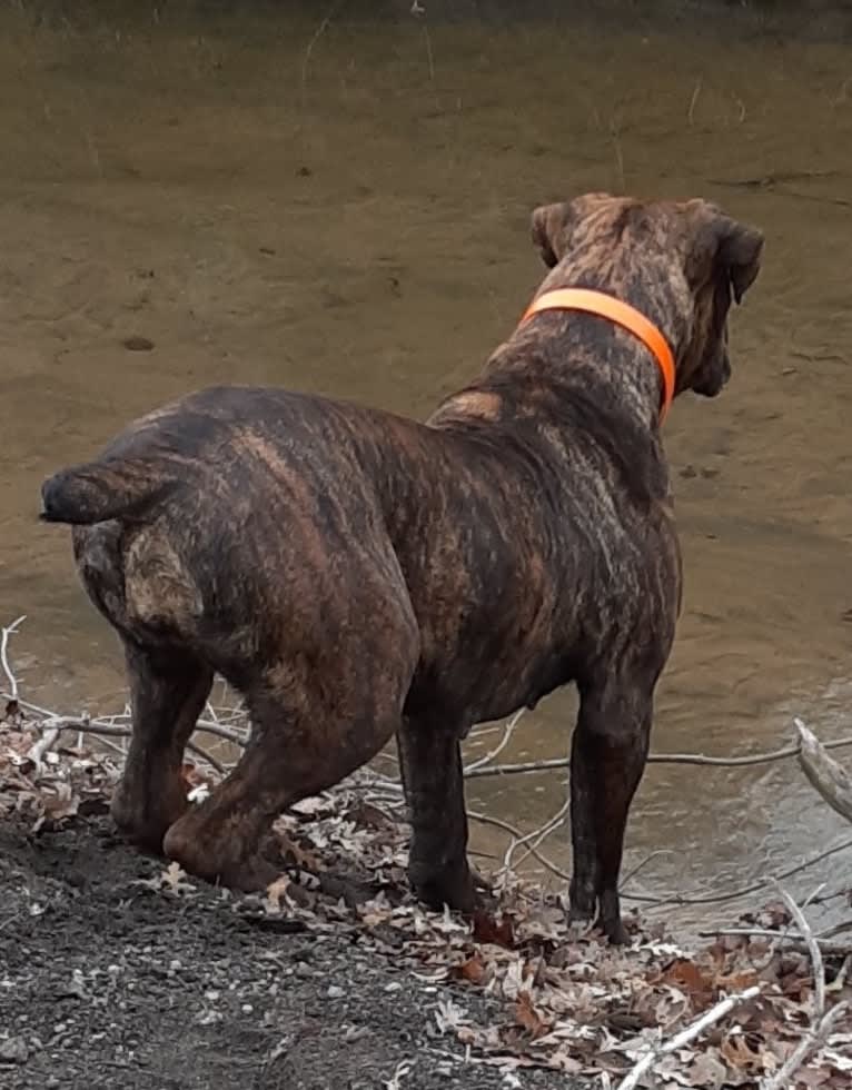 Benaiah Nila, a Boerboel tested with EmbarkVet.com