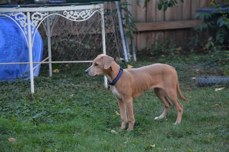 Lila, an American Pit Bull Terrier and Labrador Retriever mix tested with EmbarkVet.com