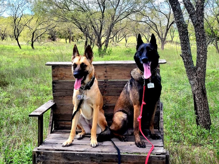 Carbonado, a Belgian Malinois and German Shepherd Dog mix tested with EmbarkVet.com
