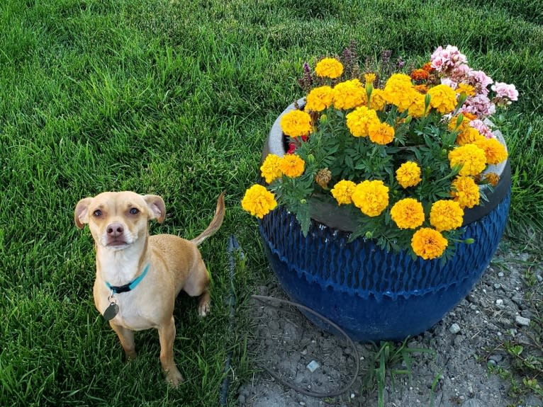 Ody, a Chihuahua and Rat Terrier mix tested with EmbarkVet.com