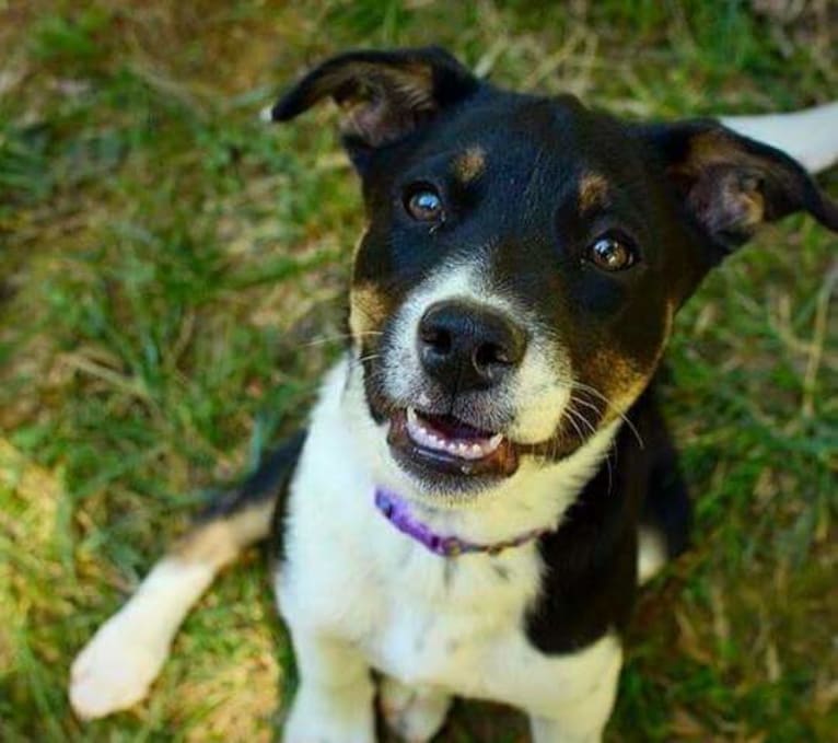 Gypsy, a Siberian Husky and American Pit Bull Terrier mix tested with EmbarkVet.com