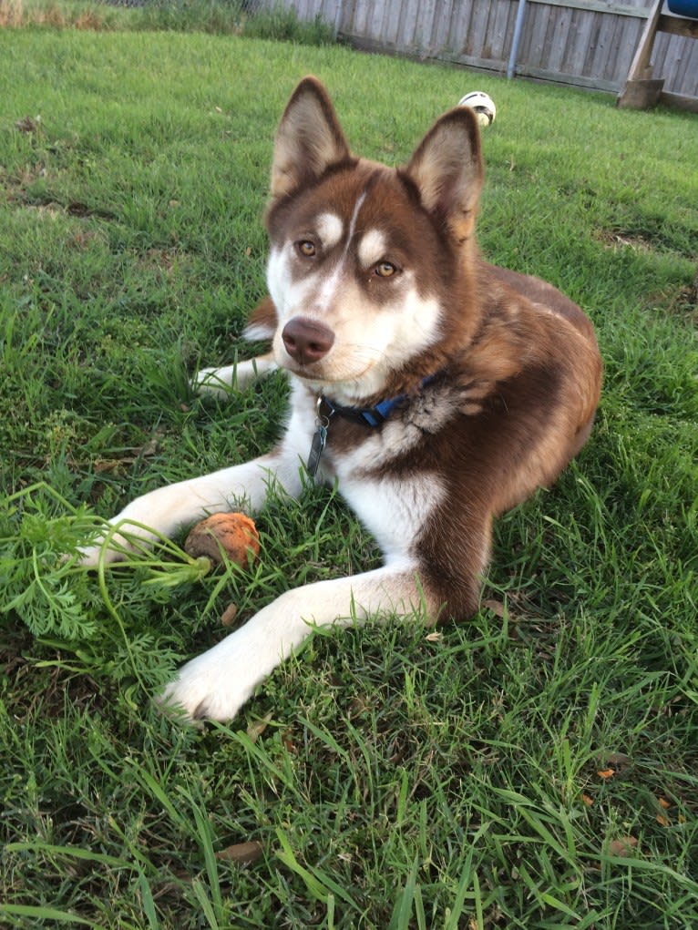 Merle, a Siberian Husky and Boxer mix tested with EmbarkVet.com