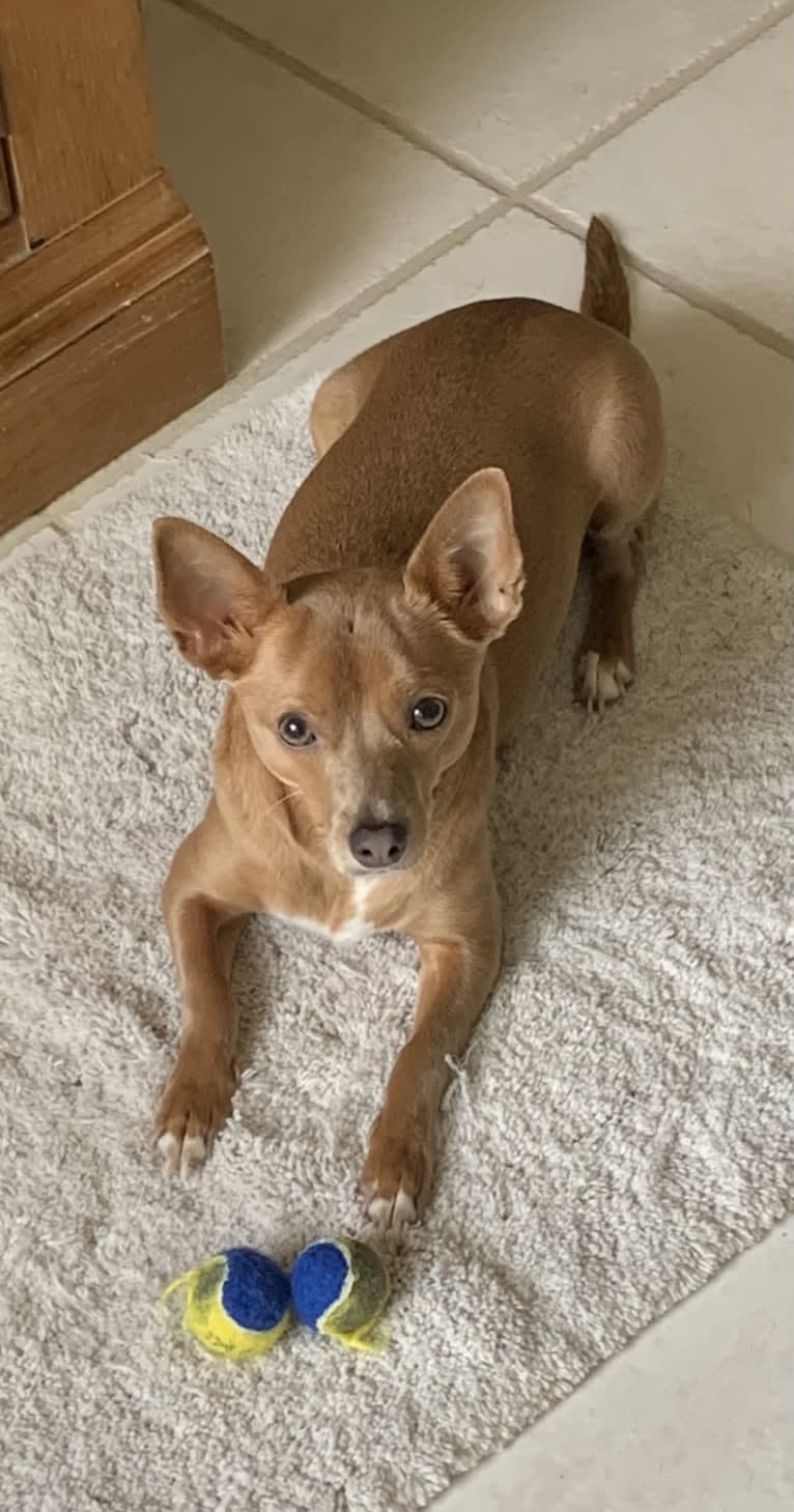 Westin, a Chihuahua and Rat Terrier mix tested with EmbarkVet.com