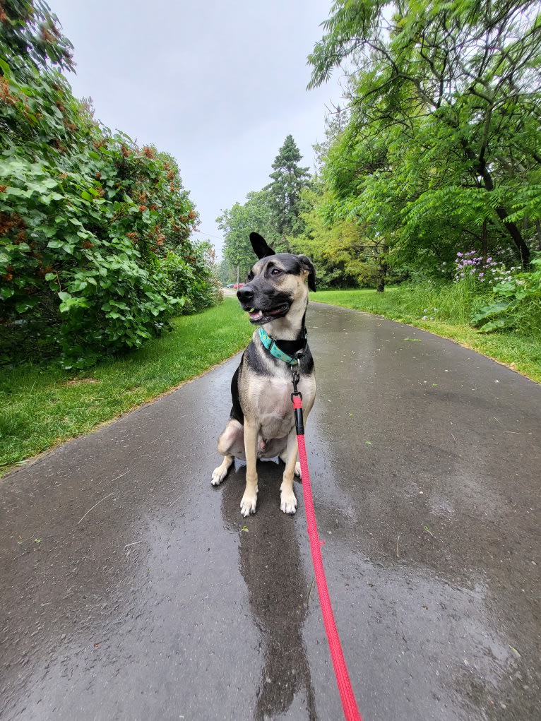 Fausto (fka Clue), an American Village Dog tested with EmbarkVet.com