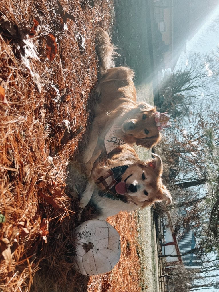 Marley, a Golden Retriever tested with EmbarkVet.com