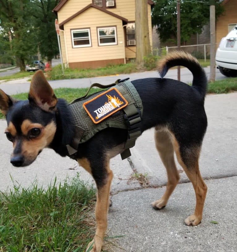 Bowser, a Chihuahua and Pomeranian mix tested with EmbarkVet.com