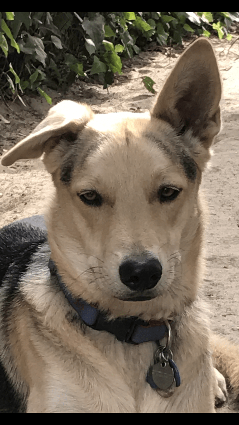 Indy, a German Shepherd Dog and Chow Chow mix tested with EmbarkVet.com