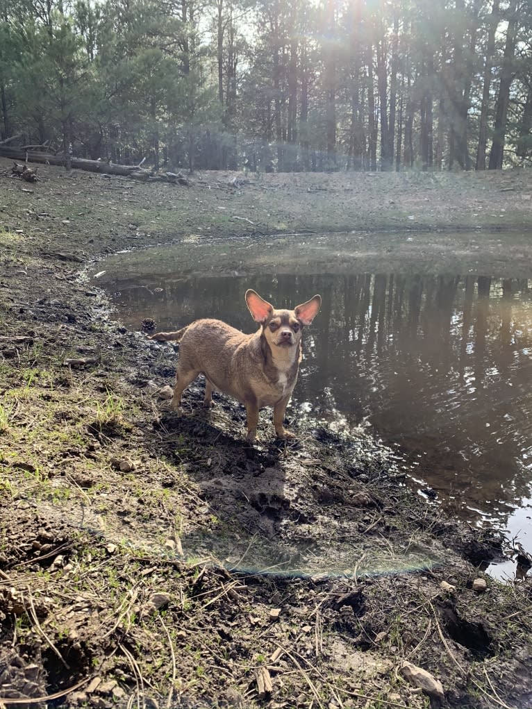 Ouija, a Chihuahua and Rat Terrier mix tested with EmbarkVet.com