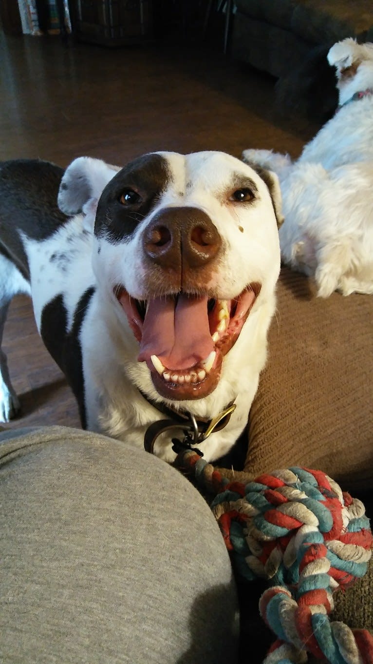 Miles, an American Pit Bull Terrier and Australian Cattle Dog mix tested with EmbarkVet.com