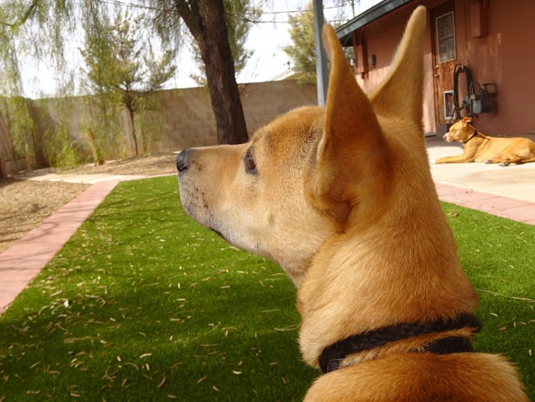 Bean, a Chow Chow and Chihuahua mix tested with EmbarkVet.com