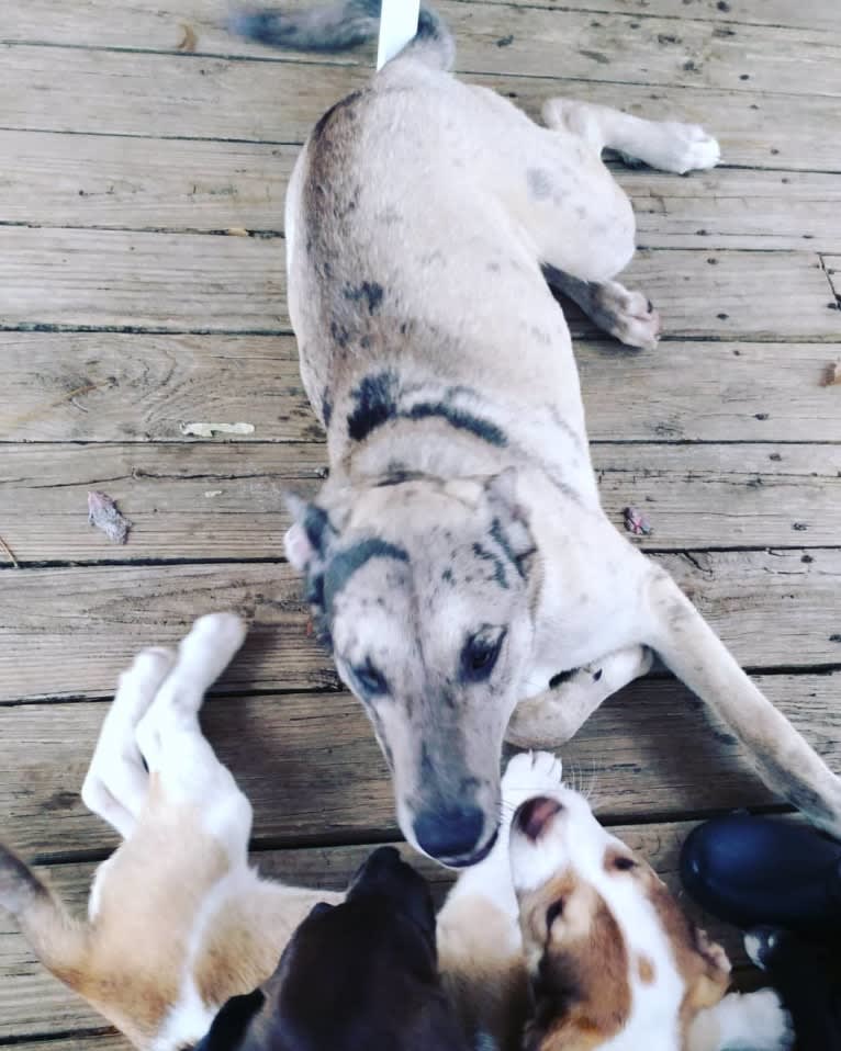 Luther, a Great Dane and Alaskan Malamute mix tested with EmbarkVet.com