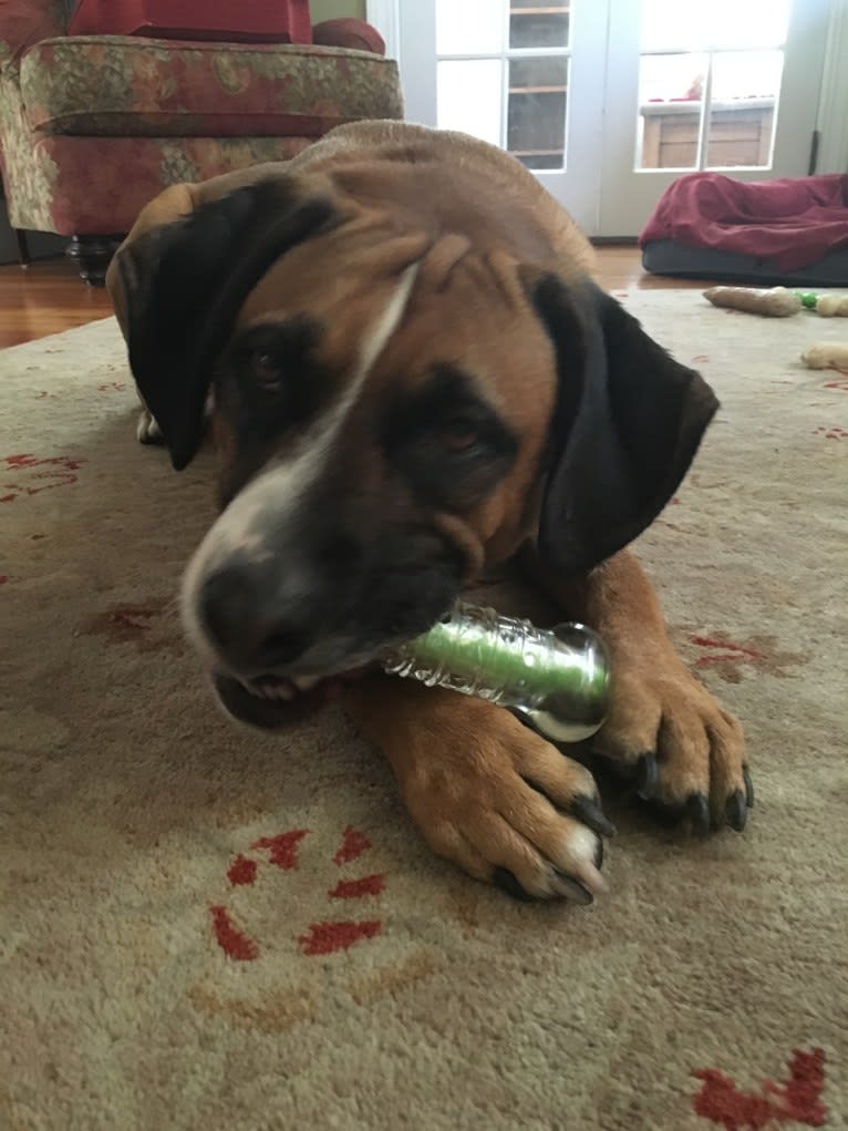 Buster, a Labrador Retriever and Beagle mix tested with EmbarkVet.com