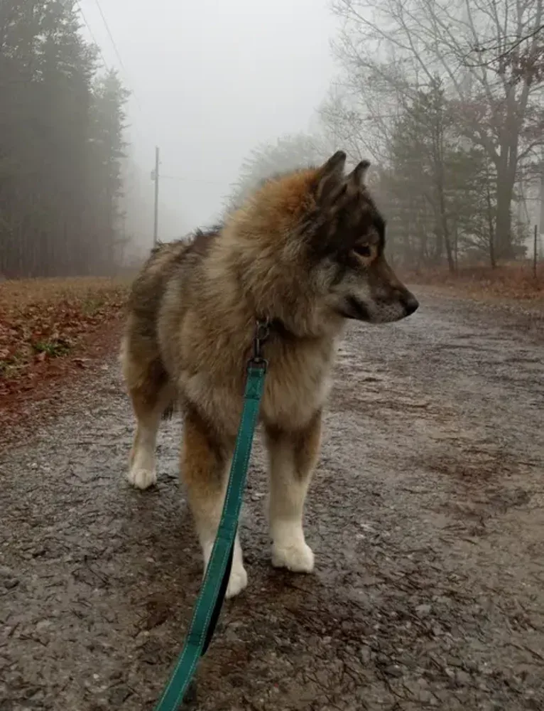 Wolf, a Siberian Husky tested with EmbarkVet.com