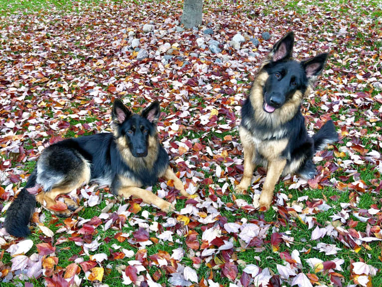 Greta, a German Shepherd Dog tested with EmbarkVet.com