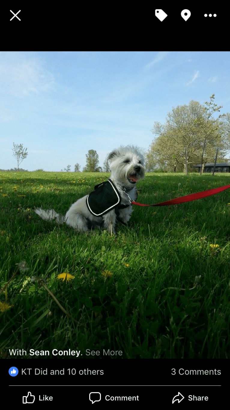 Porter, a Maltese and Cairn Terrier mix tested with EmbarkVet.com