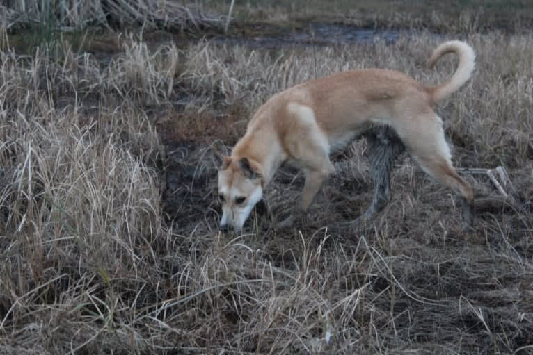 Loomy, a Carolina Dog tested with EmbarkVet.com