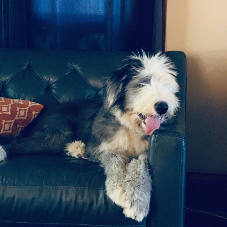 Fred, an Old English Sheepdog and Siberian Husky mix tested with EmbarkVet.com