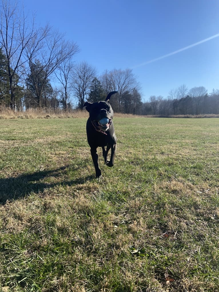 Zhala, a Cane Corso and American Pit Bull Terrier mix tested with EmbarkVet.com