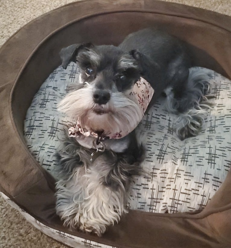 Minnie, a Miniature Schnauzer tested with EmbarkVet.com