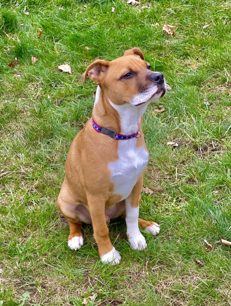 Chubs, an American Pit Bull Terrier and Boxer mix tested with EmbarkVet.com