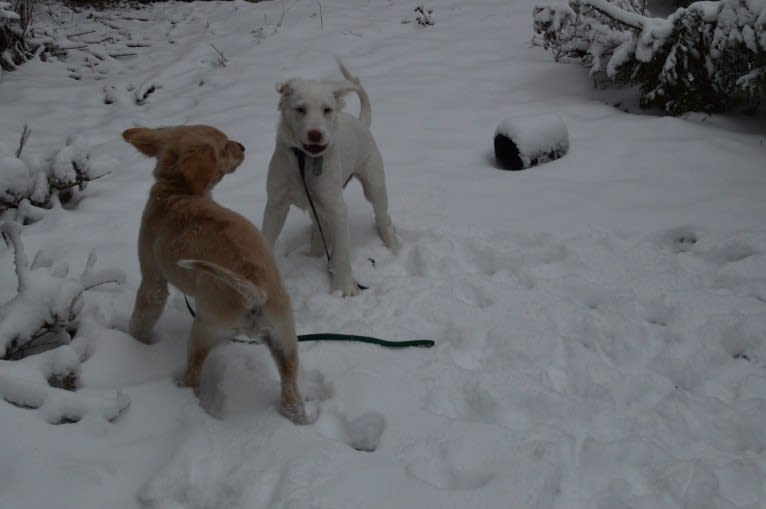 casper, a Great Pyrenees and Labrador Retriever mix tested with EmbarkVet.com