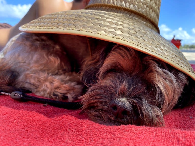 Dakota, a Shihpoo tested with EmbarkVet.com