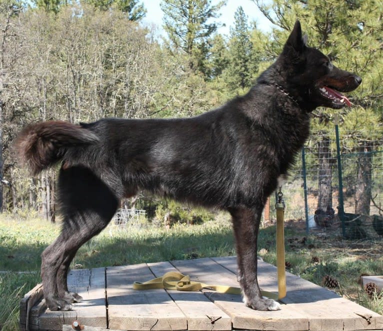 Warden, a Karelian Bear Dog and Irish Wolfhound mix tested with EmbarkVet.com