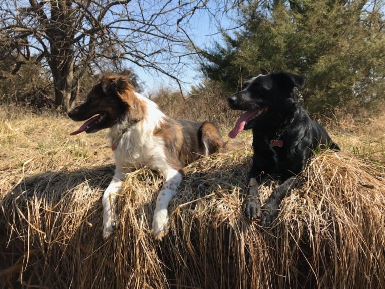 Kyla, a Labrador Retriever and Border Collie mix tested with EmbarkVet.com