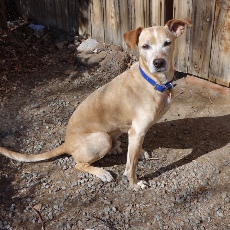 Caesar, an American Pit Bull Terrier and Australian Cattle Dog mix tested with EmbarkVet.com
