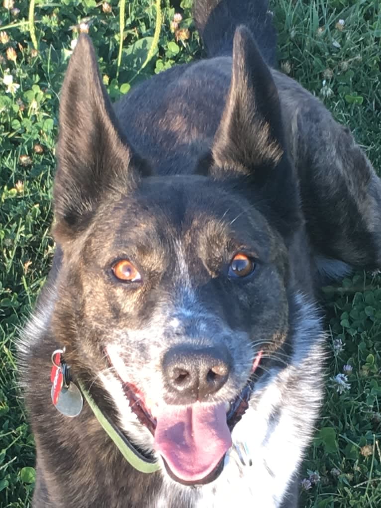 Lou, an Australian Cattle Dog and German Shepherd Dog mix tested with EmbarkVet.com