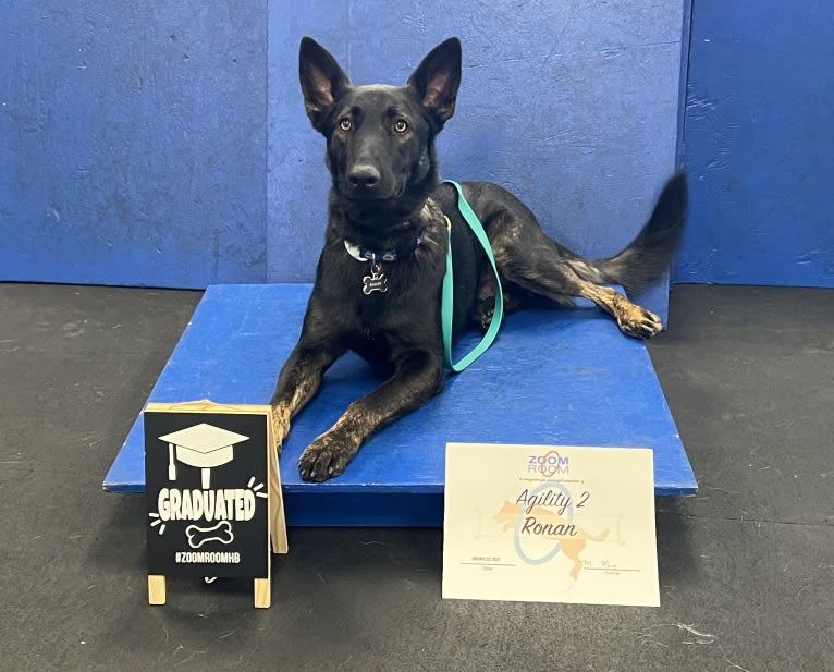 Ronan, a German Shepherd Dog and Belgian Malinois mix tested with EmbarkVet.com