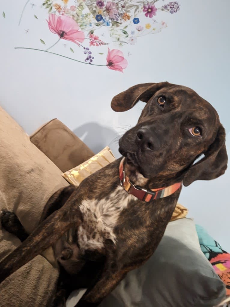 Himbo Homunculus, a Bluetick Coonhound and American Bulldog mix tested with EmbarkVet.com
