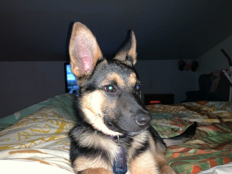 Bella, a German Shepherd Dog and Australian Cattle Dog mix tested with EmbarkVet.com