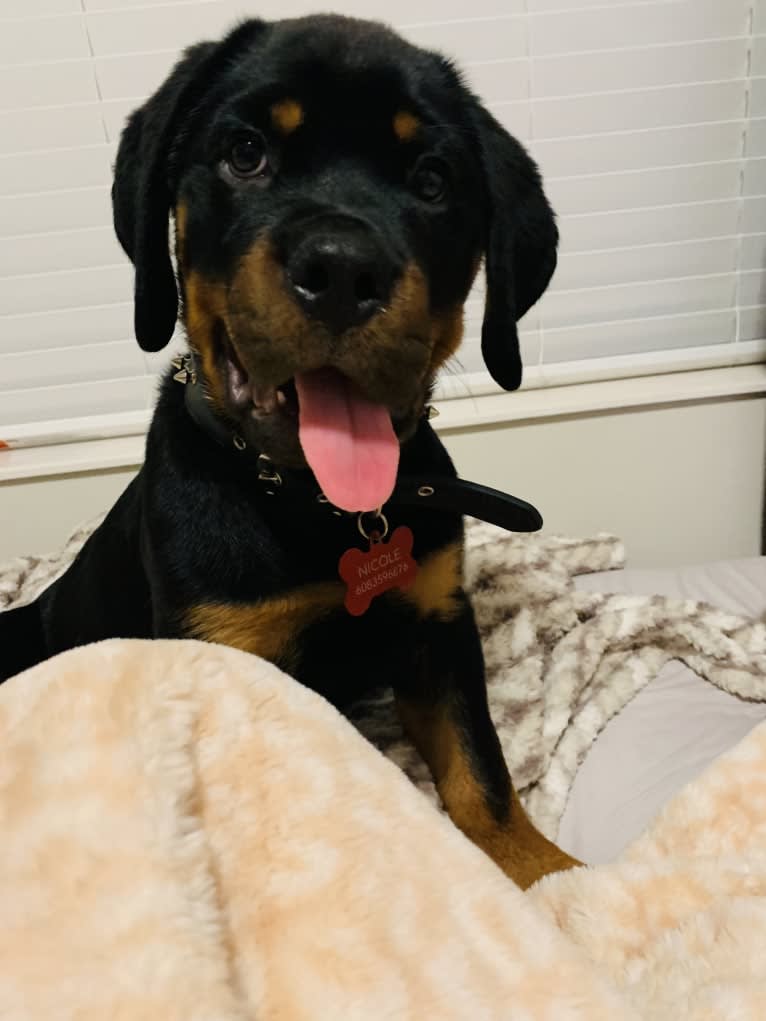 Chompy, a Rottweiler tested with EmbarkVet.com