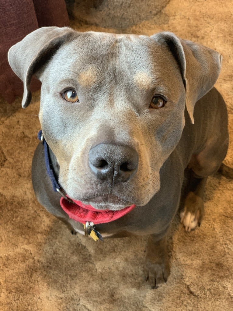 Smokey, an American Bully tested with EmbarkVet.com