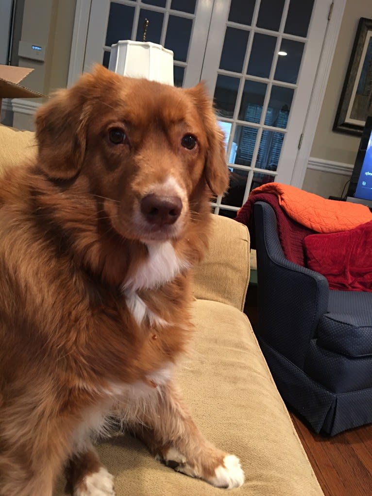 Tootsie Pup, a Nova Scotia Duck Tolling Retriever tested with EmbarkVet.com