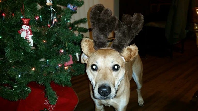 Rocco, an Australian Cattle Dog and American Pit Bull Terrier mix tested with EmbarkVet.com