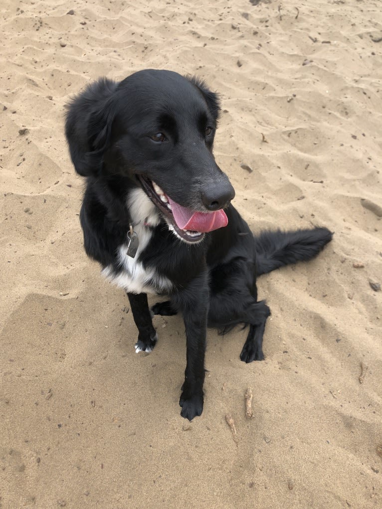 Ryliejane, a Labrador Retriever and Border Collie mix tested with EmbarkVet.com