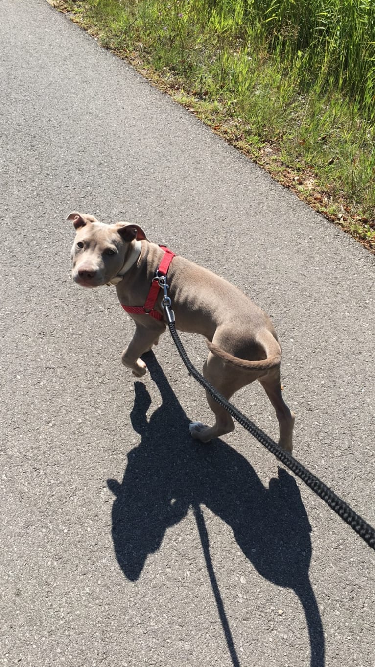 Mira, an American Pit Bull Terrier and American Bulldog mix tested with EmbarkVet.com