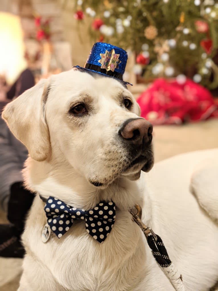 Jack Frost, a Great Pyrenees and Labrador Retriever mix tested with EmbarkVet.com