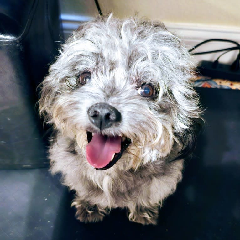 Seamus, a Chihuahua and Poodle (Small) mix tested with EmbarkVet.com