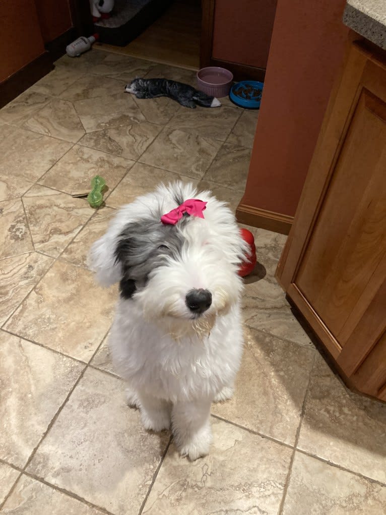 Indy, an Old English Sheepdog tested with EmbarkVet.com