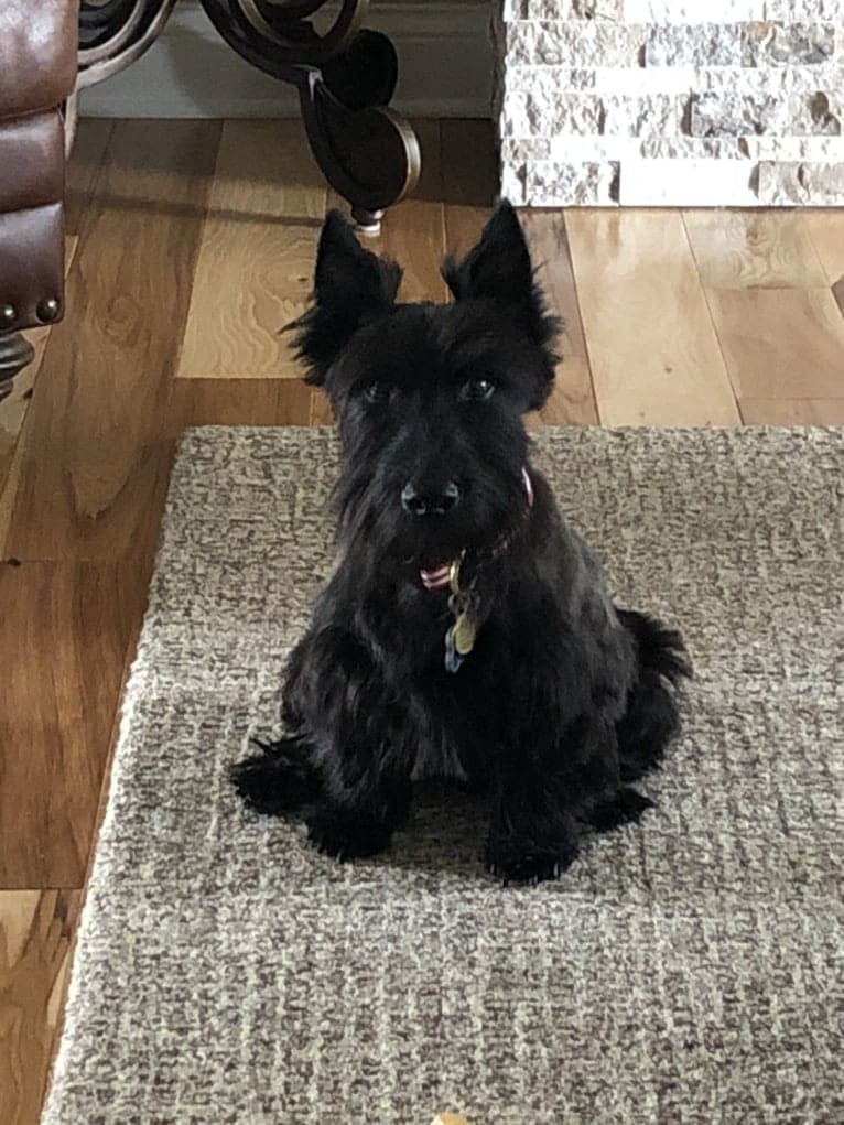 Jake, a Scottish Terrier tested with EmbarkVet.com