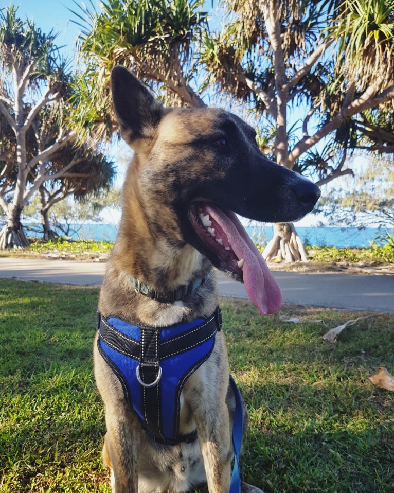 Moose, a Siberian Husky and Alaskan Malamute mix tested with EmbarkVet.com