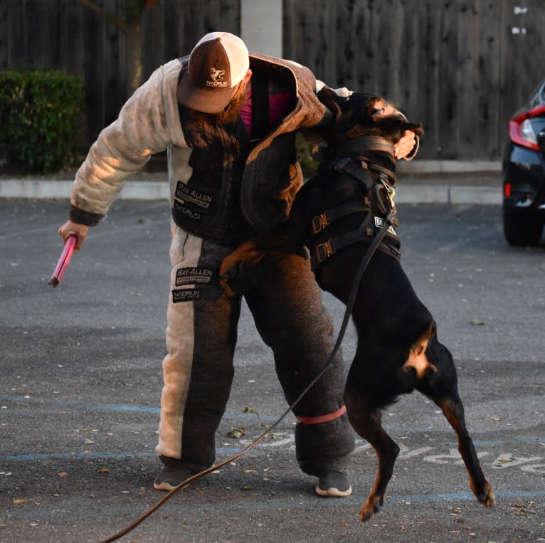 Wüstenhaus Samson, a Rottweiler tested with EmbarkVet.com