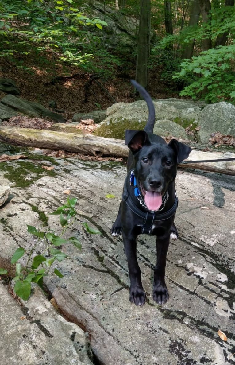 Archer, an American Pit Bull Terrier and German Shepherd Dog mix tested with EmbarkVet.com